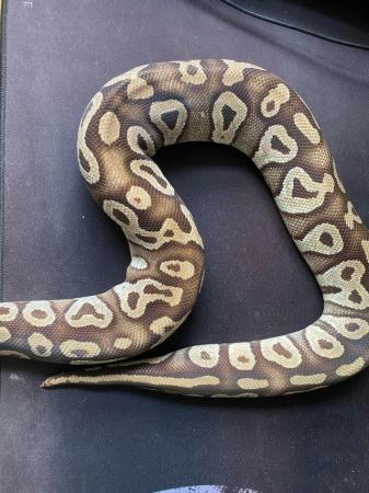 Image 3 of Royal / Ball python, Pastave (female)