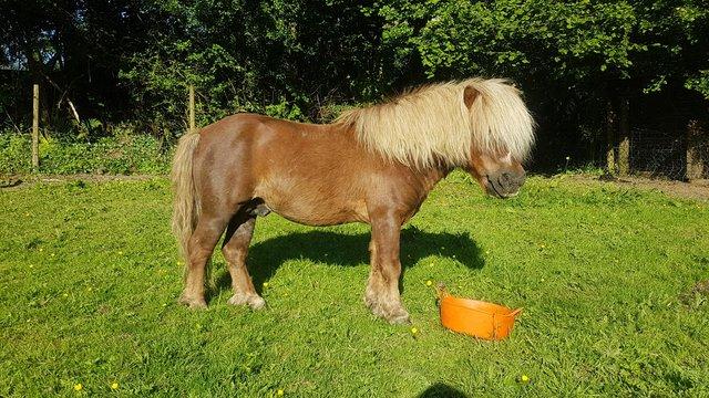 Preview of the first image of Licenced miniature shetland stallion.