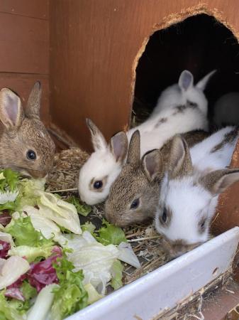 Image 2 of Beautiful mixed litter of baby bunnies
