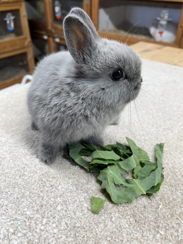 Preview of the first image of Netherland Dwarf Baby Smoke Coloured Male Rabbit.