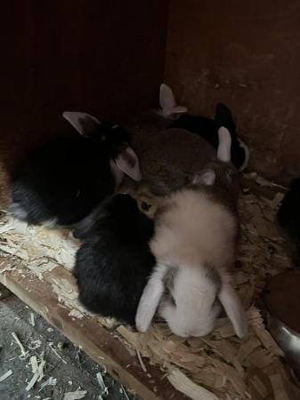 Image 11 of Mini lop rabbits ready now