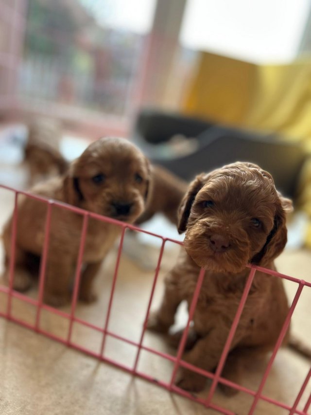 Preview of the first image of Beautiful F2 Cockapoo puppies.