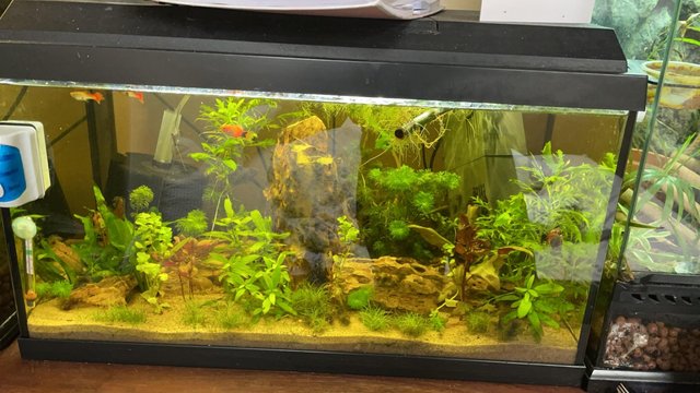 Preview of the first image of Full planted community fish tank.