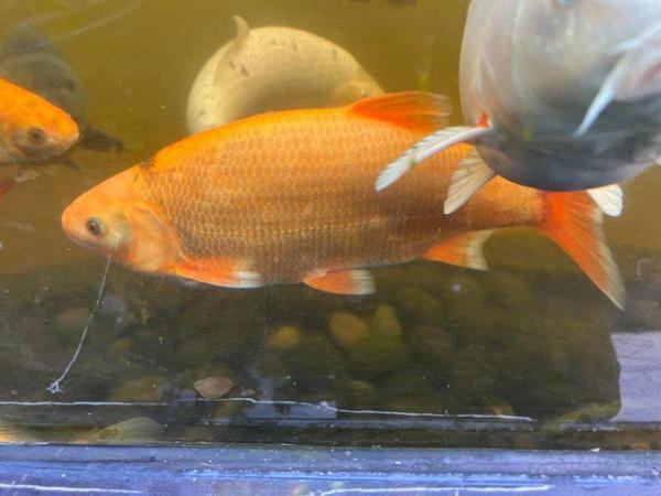 Image 1 of Xl orfe and gold fish message for details