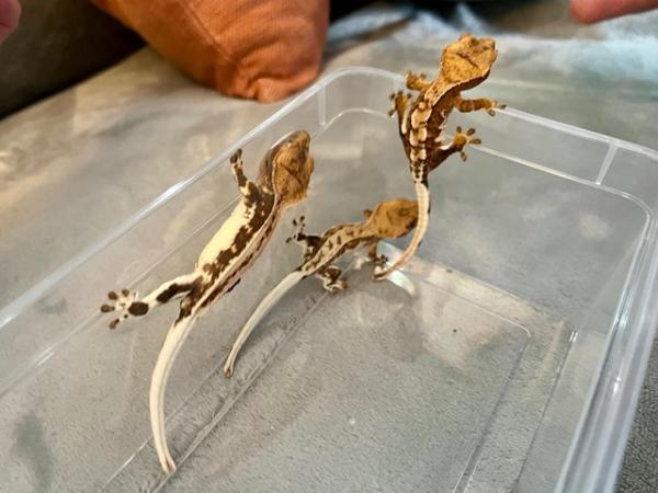Image 5 of 2 - 3 month old Crested Gecko Juveniles for sale