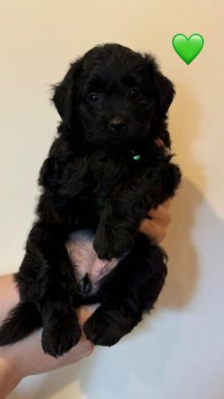 Image 8 of Australian Labradoodle for sale