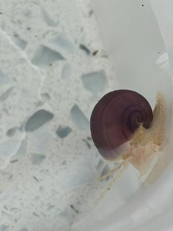 Image 9 of Mystery aquatic aquarium snail purple, blue, magenta, ivory