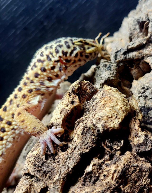 Preview of the first image of CB20 Male Leopard Gecko - Full set up available.