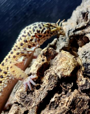 Image 1 of CB20 Male Leopard Gecko - Full set up available