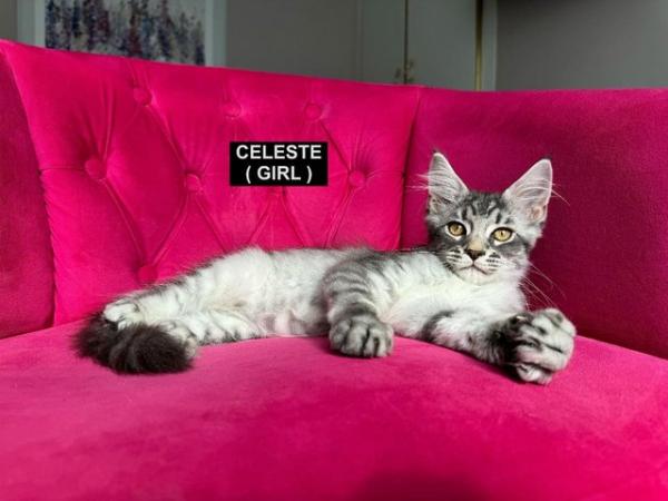 Image 13 of MAINECOON KITTENS - SUPREME CHAMPION BLOODLINE