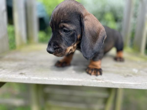 Image 11 of K C wire haired dachshund puppies