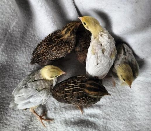 Image 2 of Chinese painted quail chicks for sale