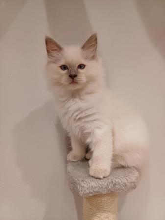 Image 12 of Ragdoll kittens 2 boys available