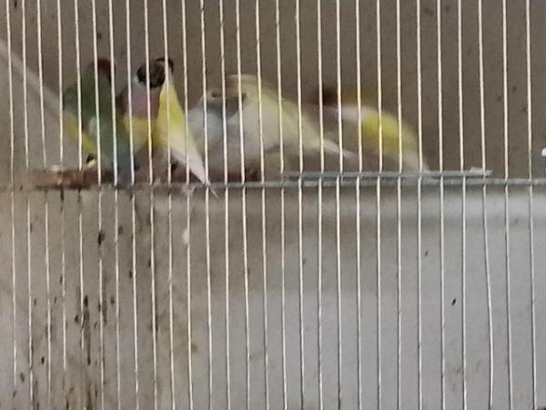 Image 4 of Gouldian and Bengalese finches for sale