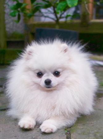 Image 4 of Beautiful teddy bear Pomeranian. Champion line
