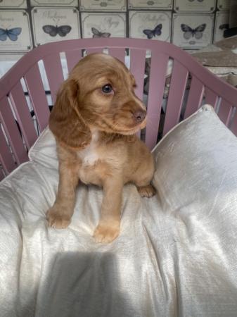 Image 5 of 1 left! Gorgeous Cocker spaniel puppies ready now.