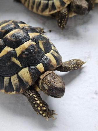 Image 3 of Hermanns Tortoise 2y9m male (Only 1 left!)
