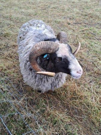 Image 4 of 4 Pure Bred Shetland Rams for sale