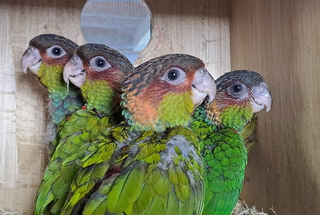 Image 4 of 2023 Blue throated conures