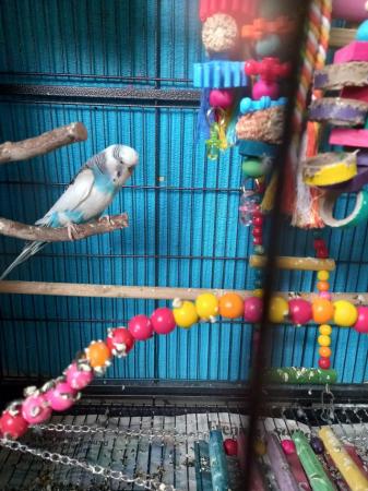 Image 4 of 2 budgies for sale, 1 male 1 female