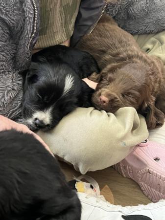 Image 2 of Cocker/Sprocker puppies for sale