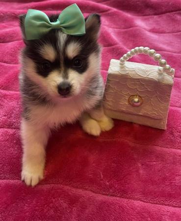 Image 12 of STUNNING RARE POMSKY PUPS-NOW OPEN TO REASONABLE OFFERS!