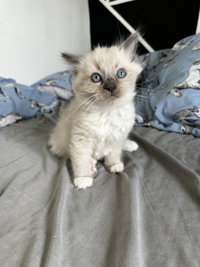 Preview of the first image of Beautiful Male Ragdoll Kitten.