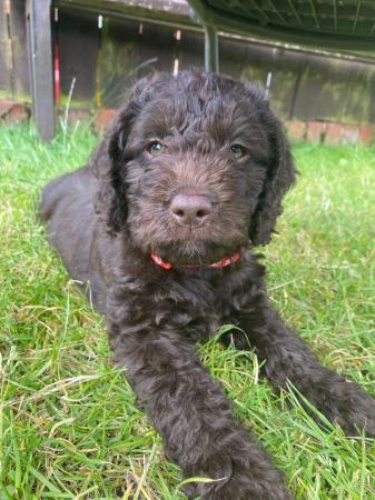 Image 8 of F1 miniature labradoodle girl.