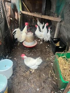 Image 2 of 6 white leghorn hen for sale , 4 in lay