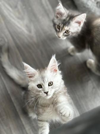 Image 16 of Stunning European Pedigree Maine Coon Kittens Ready Now