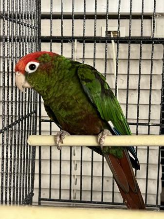 Image 3 of DNA’d Male Rose Crowned Conure