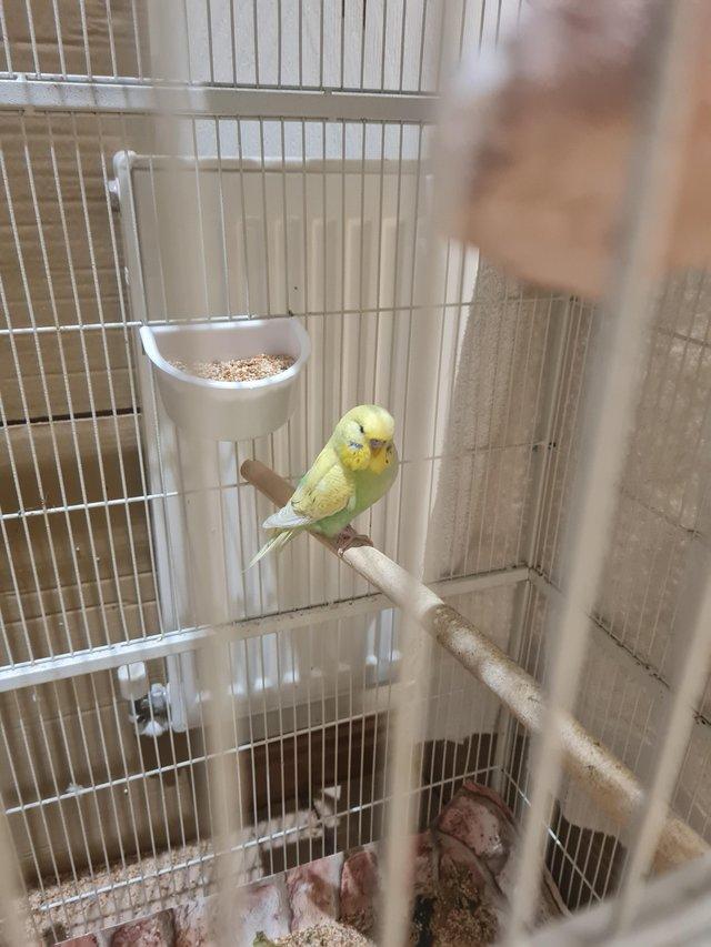 Preview of the first image of Budgies for sale, Breeding budgies for sale.