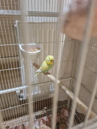 Image 1 of Budgies for sale, Breeding budgies for sale