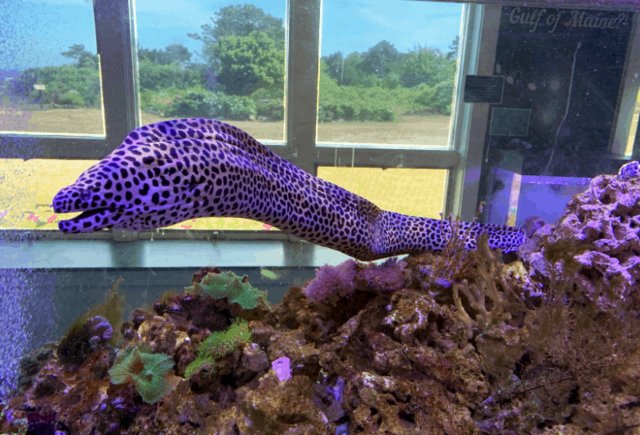 Image 3 of 2ft long health young tessalata eel