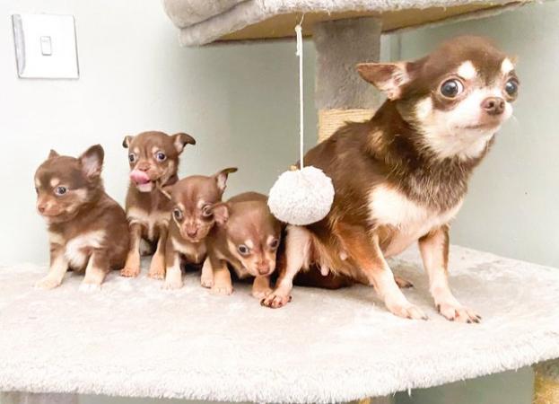 Image 3 of Kennel Club Registered Chihuahua Puppies