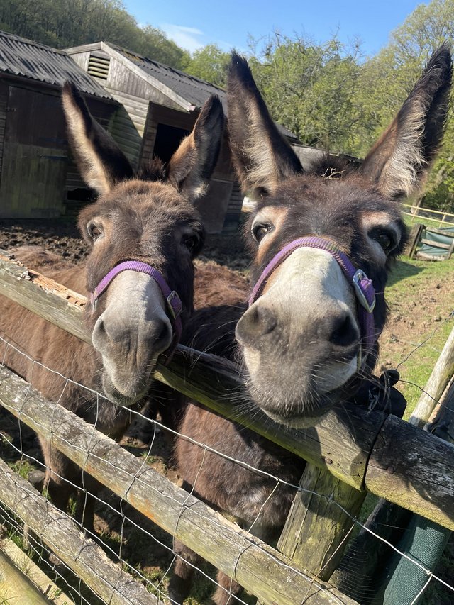 Preview of the first image of Beautiful pair of donkeys, Jenny & gelding.