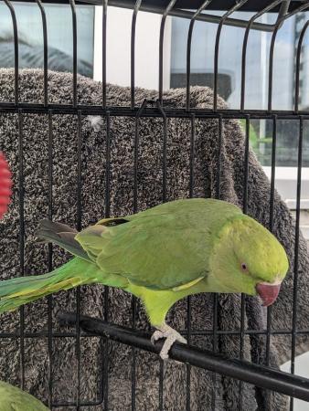 Image 2 of Indian Ringneck beautiful female parrot ! available for Sale