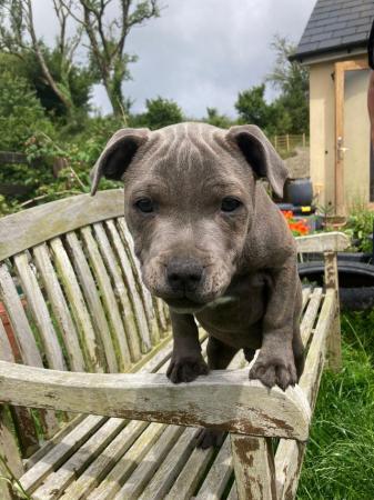 Image 28 of beautiful champion blue Staffordshire boy puppy available