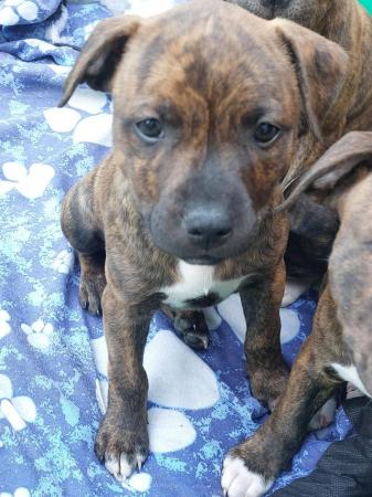 Image 3 of Beautiful Staffordshire bull terriers puppys