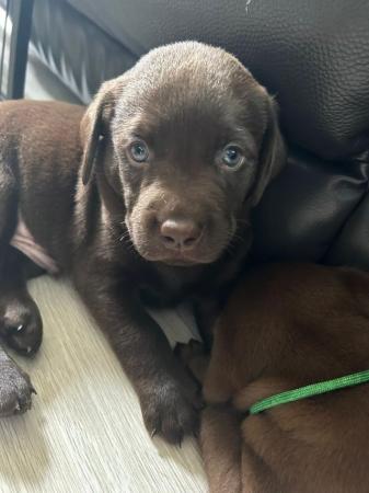 Image 9 of KC registered Health Tested Chocolate Labradors Puppies