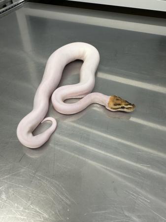 Image 6 of Stunning High End Snakes For Sale