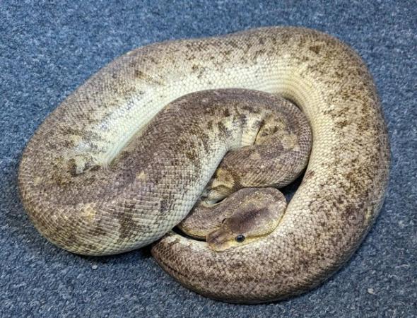 Image 3 of Various Royal Pythons, proven adults and surplus hatchlings