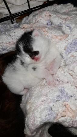 Image 7 of 2 female Long Haired Mainecoon Cross Kittens
