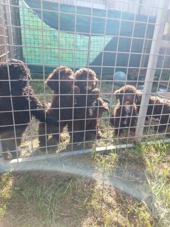 Image 12 of F1b toy jackapoo puppies ready this may bank holiday weekend