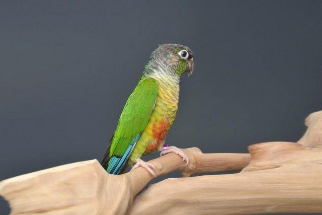 Image 3 of Baby Green Cheek conure,19