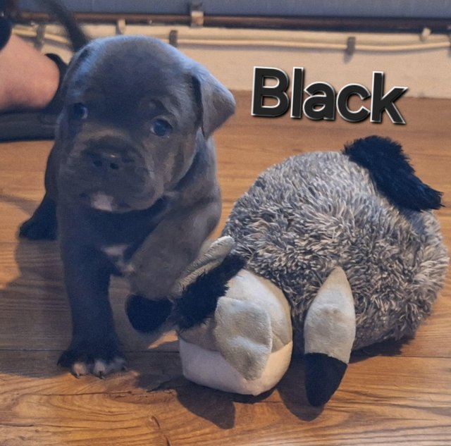 Preview of the first image of Blue staffy puppies mixed litter.