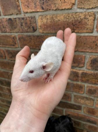 Image 2 of Baby Rex/Double Rex Rats