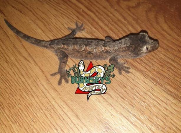 Image 1 of chahua gecko breeding pair