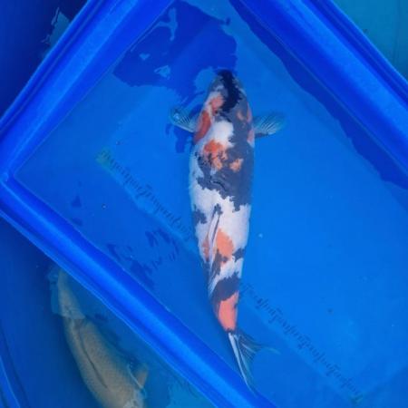 Image 8 of Koi carp from 45cm to 80cm need new home