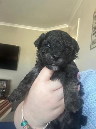 Image 4 of jackapoo puppies for sale ready in 4 weeks mum and dad can